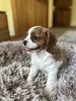 Winston, a male Cavalier King Charles Spaniel for sale in Orlando, FL – Photo 2 of 2