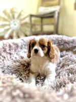 Winston, a male Cavalier King Charles Spaniel for sale in Orlando, FL – Photo 1 of 2