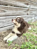 Hickory, a male Australian Shepherd for sale in Orlando, FL – 2 of 2