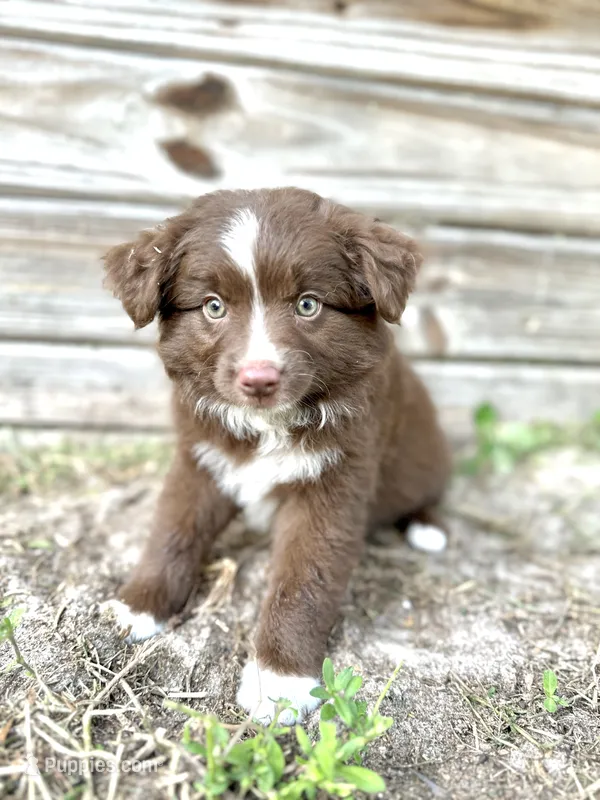 Sadie – Miniature Australian Shepherd puppy for sale in Orlando, FL