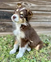 Pyro, a male Miniature Australian Shepherd for sale in Orlando, FL – Photo 1 of 2
