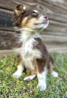 Pyro, a male Miniature Australian Shepherd for sale in Orlando, FL – Photo 2 of 2