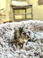 Winnie, a female Cavapoo for sale in Orlando, FL – 2 of 2