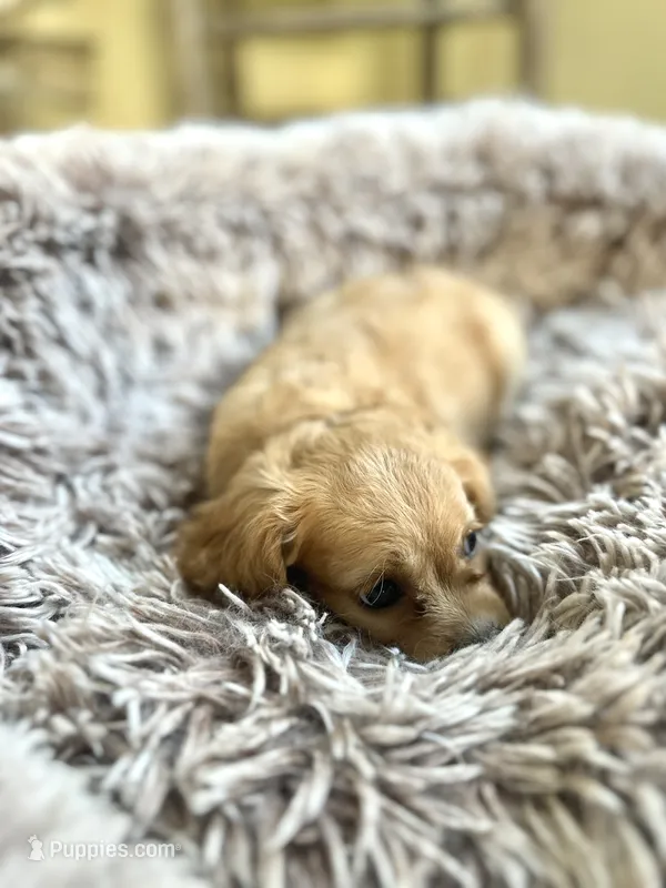 Poppy – Cavapoo puppy for sale in Orlando, FL