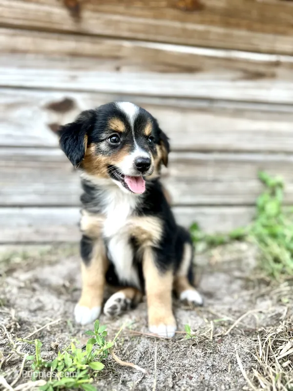 Jet – Australian Shepherd puppy for sale in Orlando, FL