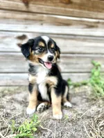 Jet, a male Australian Shepherd for sale in Orlando, FL – 1 of 1