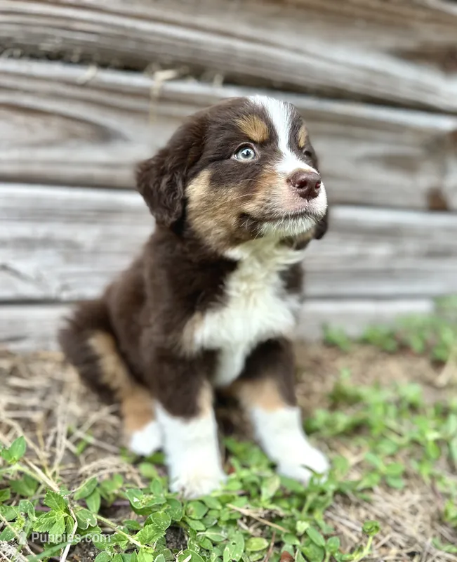 Pyro – Australian Shepherd puppy for sale in Orlando, FL