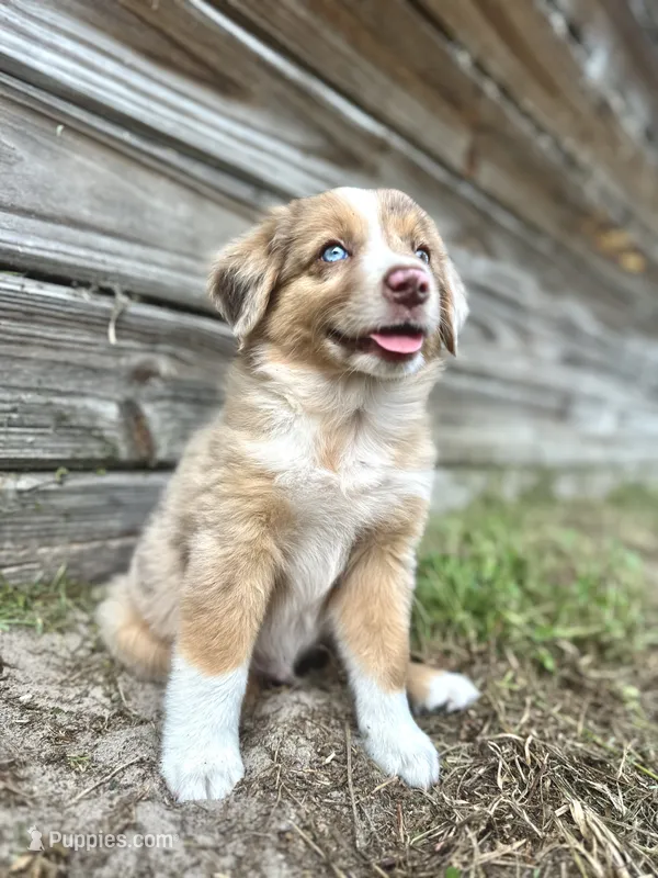Dash – Australian Shepherd puppy for sale in Orlando, FL