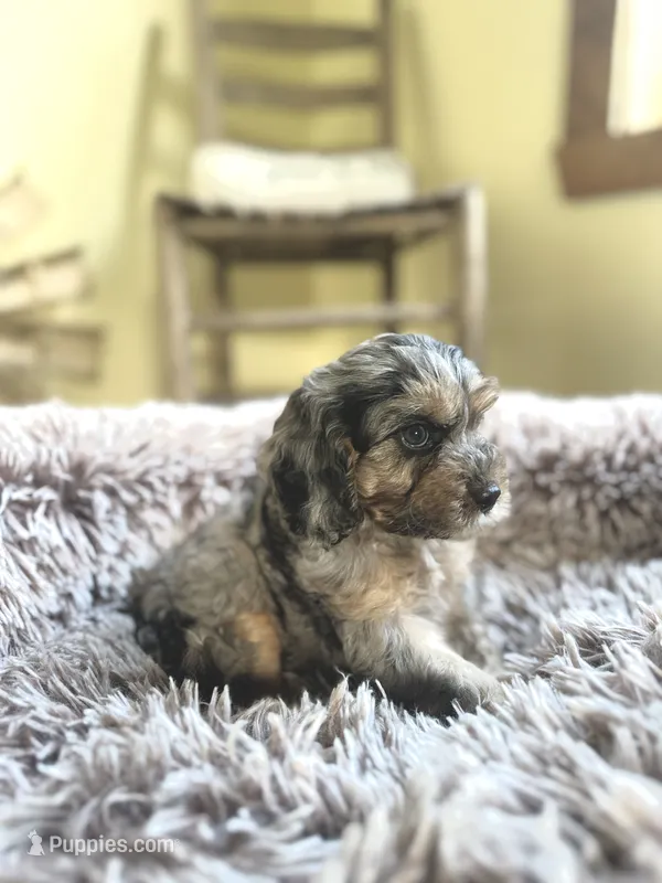 Cooper – Cavapoo puppy for sale in Orlando, FL
