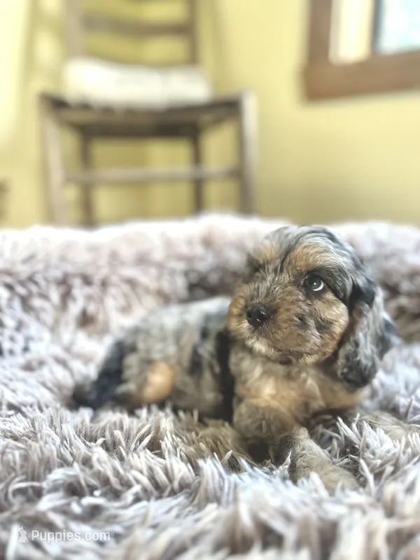 Copper – Cavapoo puppy for sale in Orlando, FL
