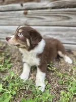 Forrest, a male Australian Shepherd for sale in Orlando, FL – 2 of 2