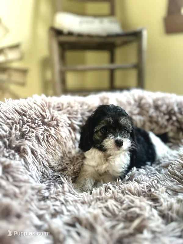 Daisy – Cavapoo puppy for sale in Orlando, FL