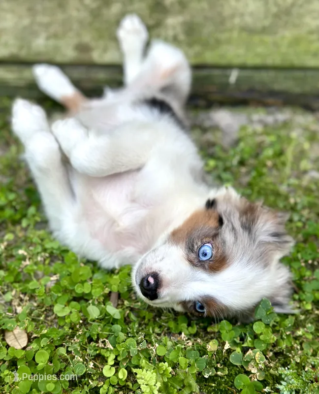 Blue, a male Australian Shepherd for sale in Orlando, FL – Photo 1 of 2