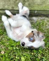 Blue, a male Australian Shepherd for sale in Orlando, FL – Photo 1 of 2