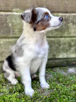 Blue, a male Australian Shepherd for sale in Orlando, FL – Photo 2 of 2
