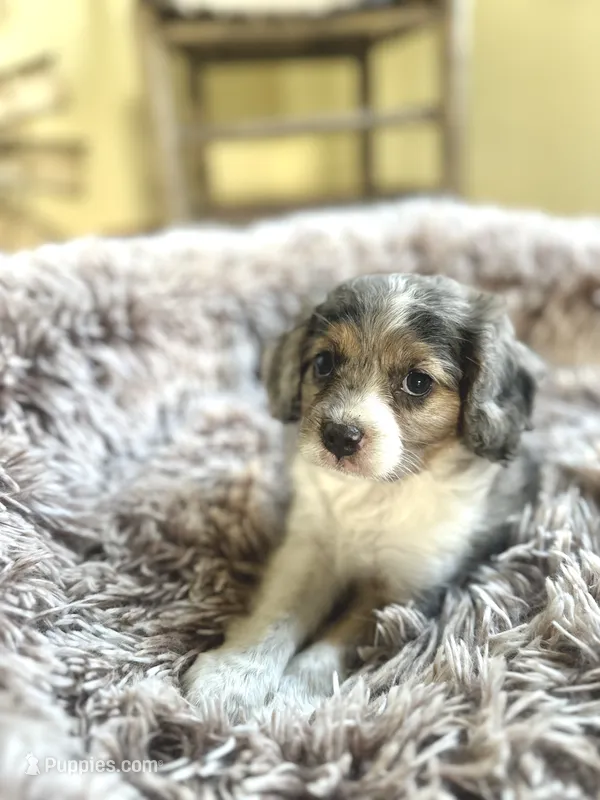 Olli – Cavapoo puppy for sale in Orlando, FL