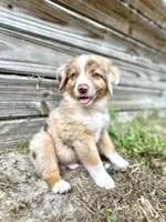 Dash, a male Australian Shepherd for sale in Orlando, FL – 2 of 2