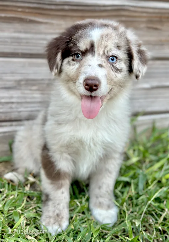 Rocky – Australian Shepherd puppy for sale in Orlando, FL