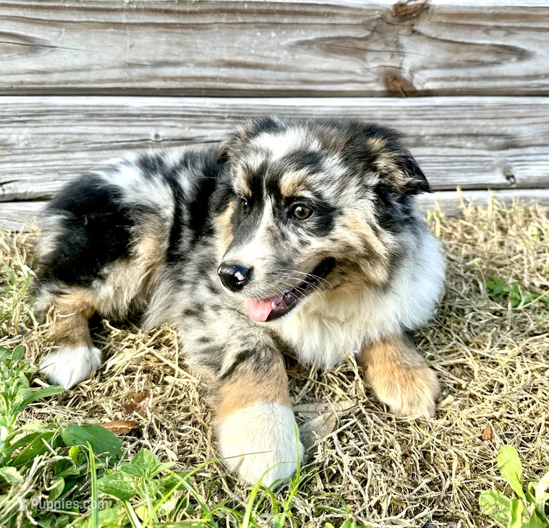 Bentley – Australian Shepherd puppy for sale in Orlando, FL