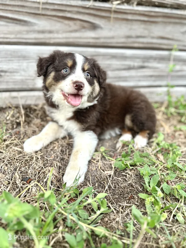 Maple – Australian Shepherd puppy for sale in Orlando, FL