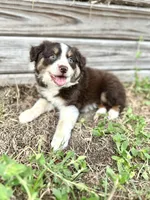 Maple, a female Australian Shepherd for sale in Orlando, FL – 1 of 2