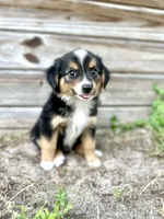 Jet, a male Miniature Australian Shepherd for sale in Orlando, FL – 2 of 2