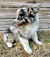 River, a female Australian Shepherd for sale in Orlando, FL – Photo 1 of 2