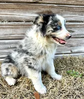 River, a female Australian Shepherd for sale in Orlando, FL – Photo 2 of 2