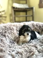 Daisy, a female Cavapoo for sale in Orlando, FL – 2 of 2