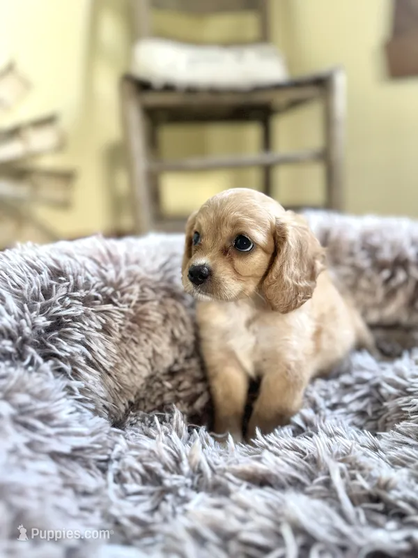 Poppy – Cavapoo puppy for sale in Orlando, FL