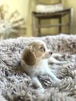 Milo, a male Cavapoo for sale in Orlando, FL – 2 of 2