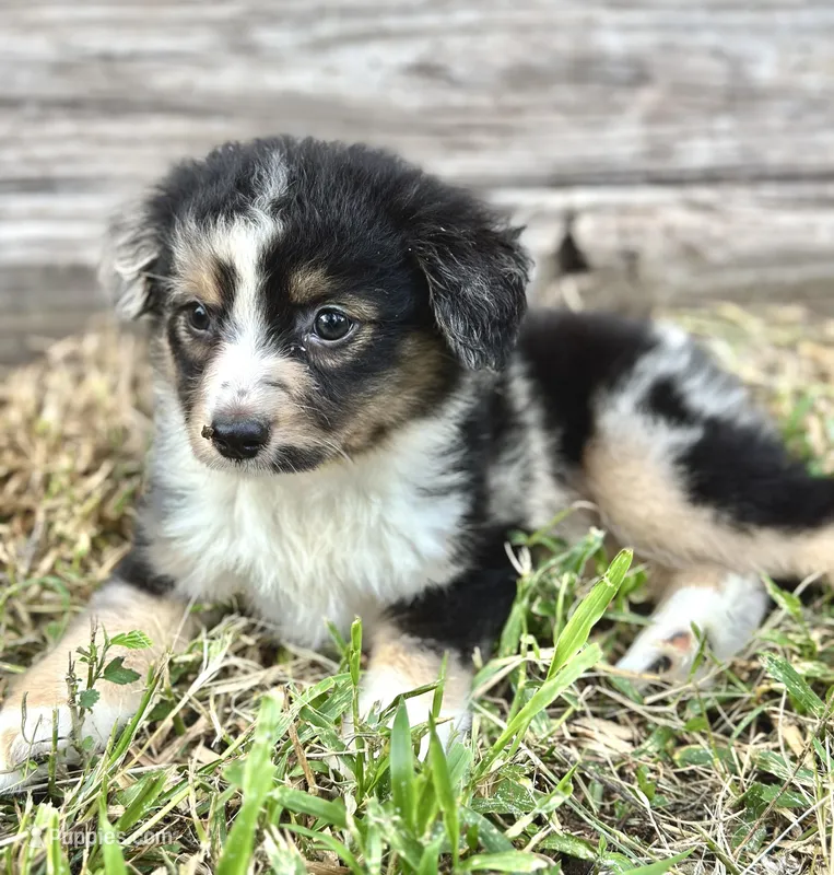 Jet, a male Australian Shepherd for sale in Orlando, FL – Photo 1 of 2
