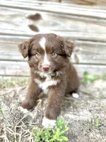 Sadie, a female Australian Shepherd for sale in Orlando, FL – 2 of 2