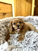 Teddy, a male Cavalier King Charles Spaniel for sale in Orlando, FL – Photo 2 of 2