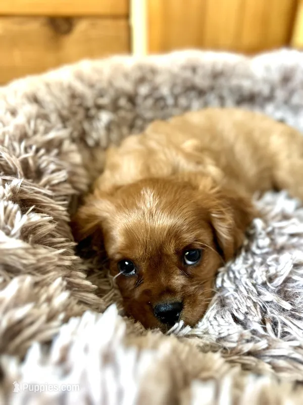 Teddy – Cavalier King Charles Spaniel puppy for sale in Orlando, FL