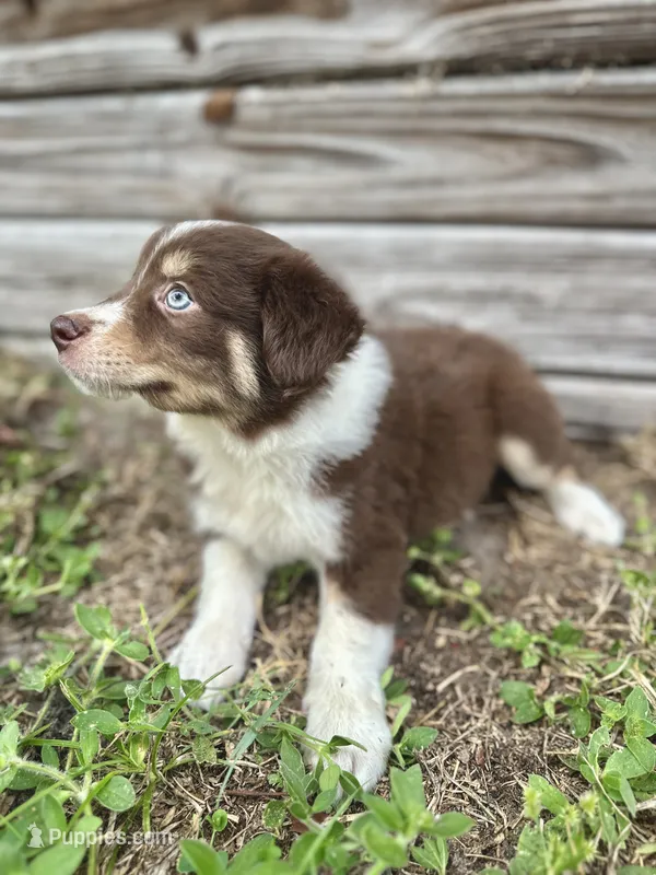 Forrest – Australian Shepherd puppy for sale in Orlando, FL