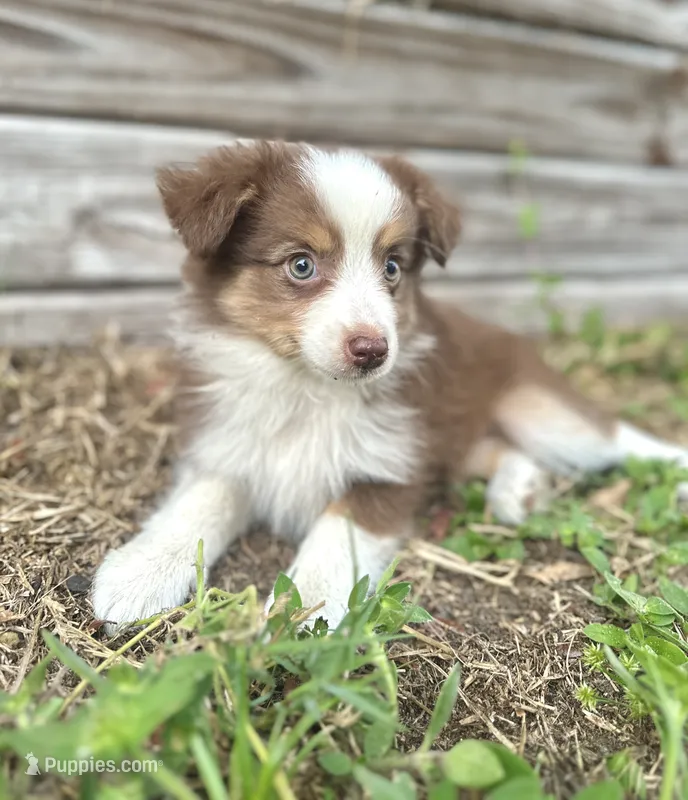 Luna – Australian Shepherd puppy for sale in Orlando, FL