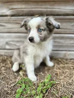 Willow, a female Australian Shepherd for sale in Orlando, FL – 2 of 2