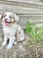 Otto, a male Australian Shepherd for sale in Orlando, FL – 2 of 2