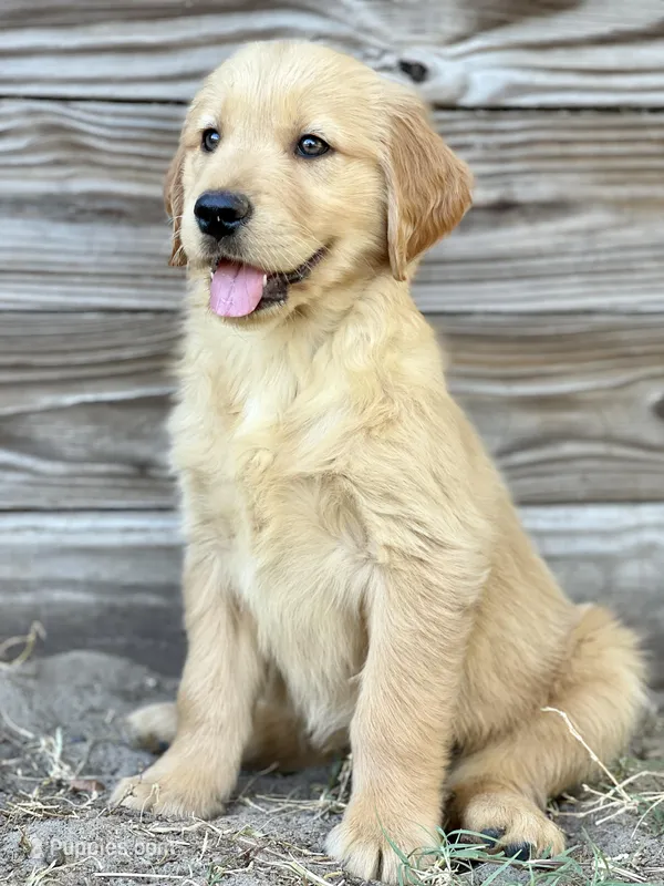 Daisy – Golden Retriever puppy for sale in Orlando, FL