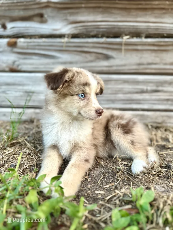 Phoenix – Australian Shepherd puppy for sale in Orlando, FL