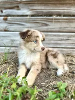 Phoenix, a female Australian Shepherd for sale in Orlando, FL – 1 of 2