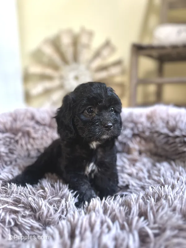 Coco – Cavapoo puppy for sale in Orlando, FL
