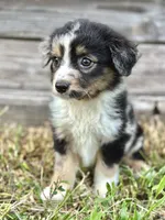 Jet, a male Australian Shepherd for sale in Orlando, FL – 2 of 2