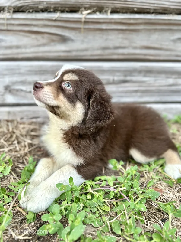 Hickory – Australian Shepherd puppy for sale in Orlando, FL