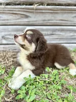Hickory, a male Australian Shepherd for sale in Orlando, FL – 1 of 2