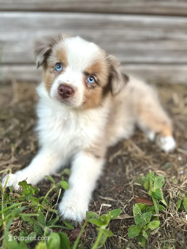 Sky – Australian Shepherd puppy for sale in Orlando, FL
