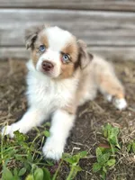 Sky, a female Australian Shepherd for sale in Orlando, FL – 1 of 2