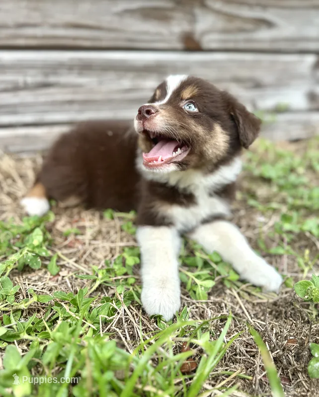 Red – Australian Shepherd puppy for sale in Orlando, FL