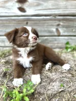 Daisy, a female Australian Shepherd for sale in Orlando, FL – 1 of 2